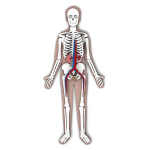 Mangelernährung, Untergewicht, Osteoporose, Demenz, Neurologische Erkrankung, Rheuma, ...